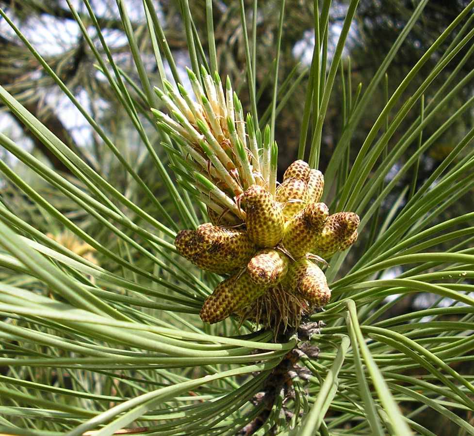 Изображение особи Pinus pallasiana.