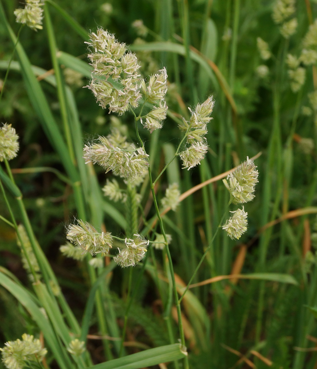 Изображение особи Dactylis glomerata.