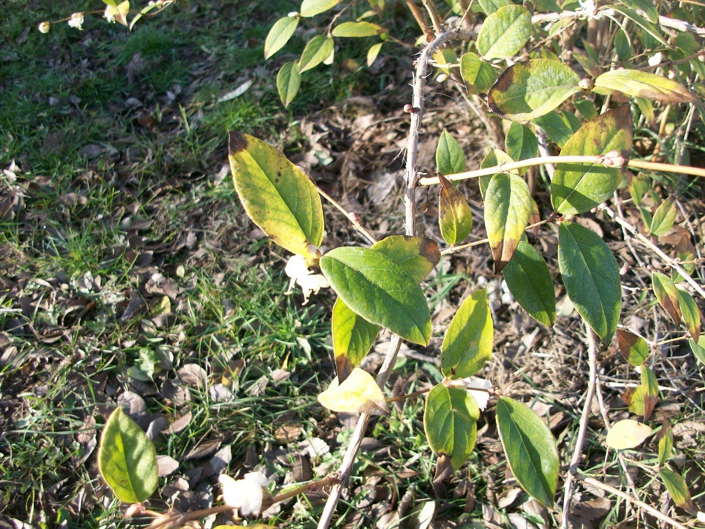 Image of Lonicera fragrantissima specimen.