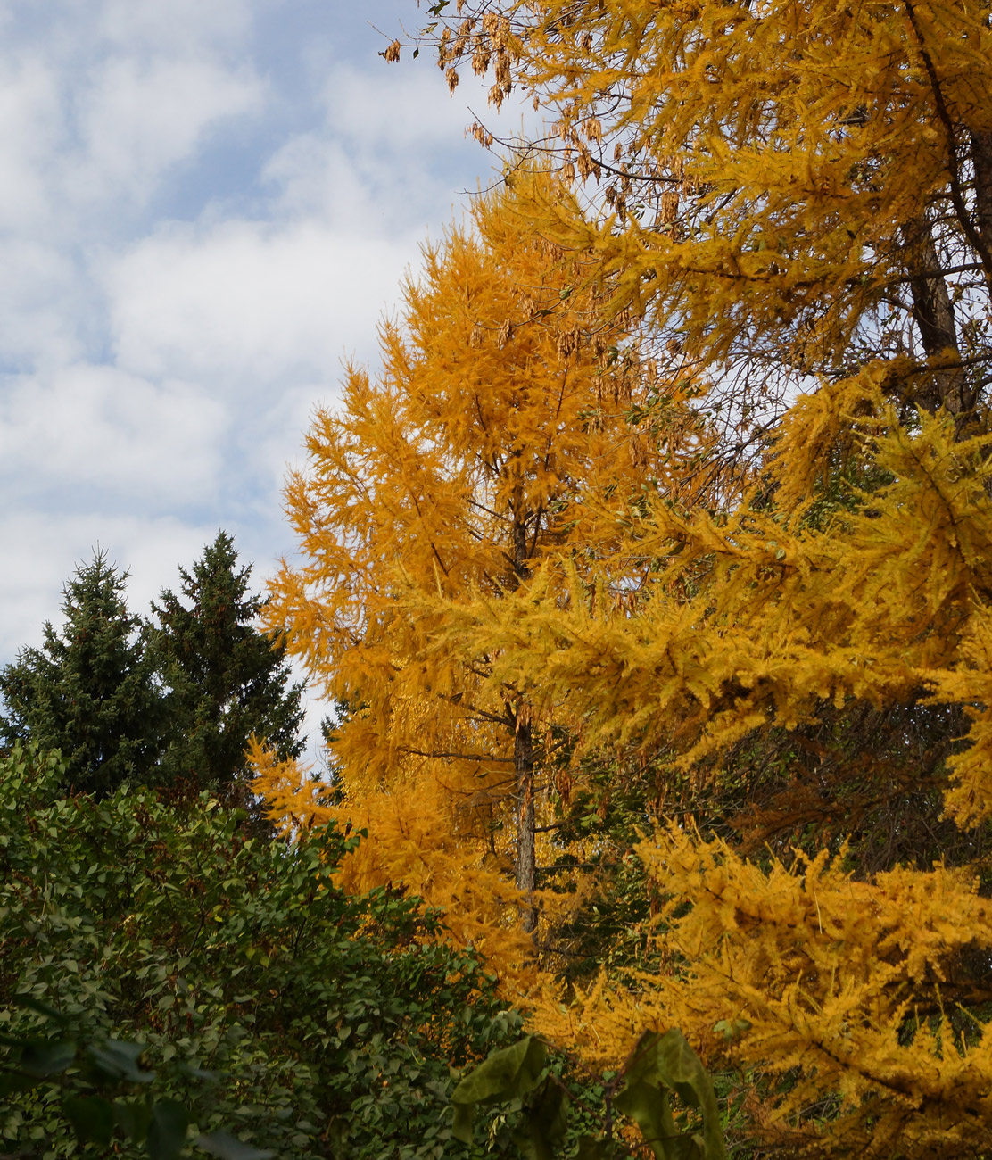 Изображение особи Larix sibirica.