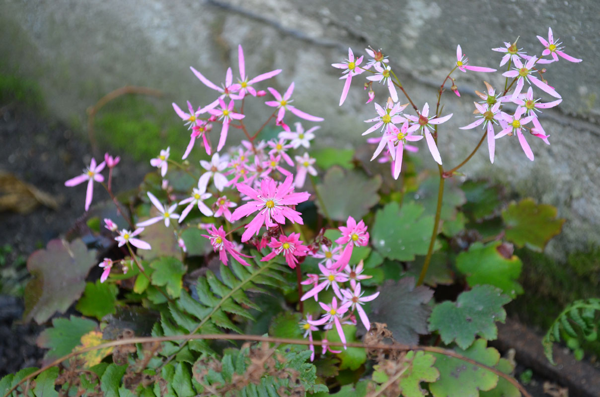 Image of Saxifraga fortunei specimen.