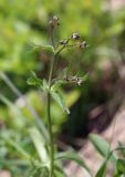 Ranunculus platanifolius. Верхушка побега с бутонами. Чехия, Оломоуцкий край, природный заповедник Jeseníky, субальпийский луг. 15.06.2017.