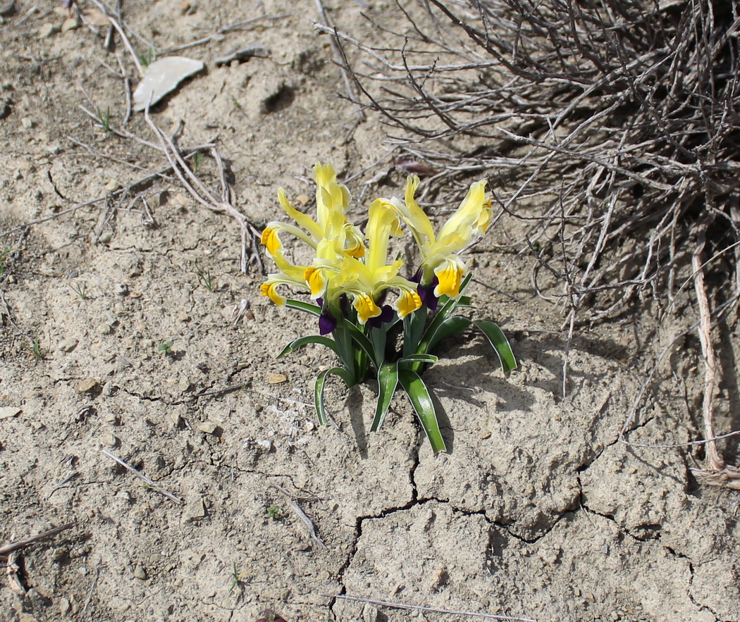 Image of Juno fosteriana specimen.