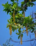 Lophanthera lactescens. Верхушки ветвей с соцветиями. Малайзия, о-в Калимантан, г. Кучинг, в культуре. 12.05.2017.
