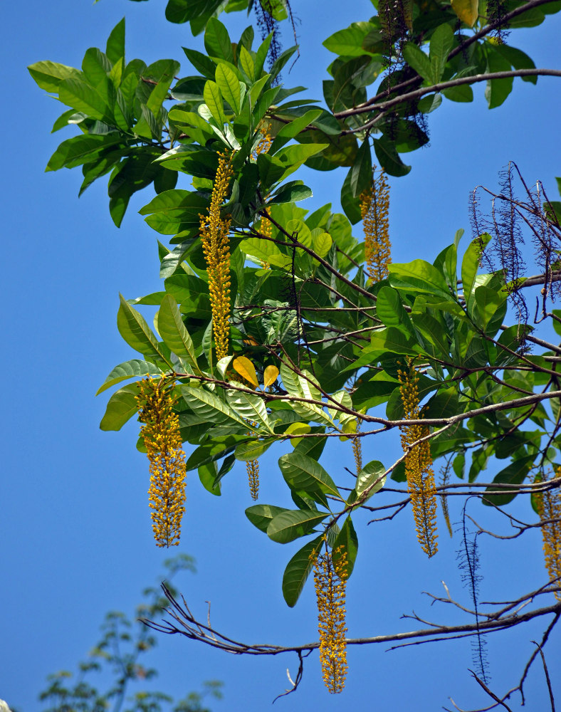 Изображение особи Lophanthera lactescens.