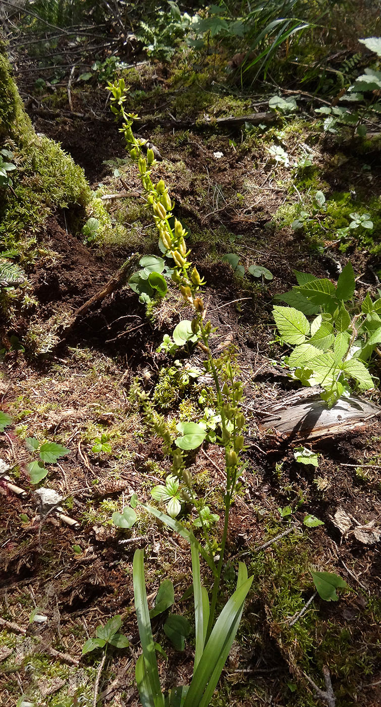 Image of Veratrum anticleoides specimen.