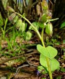 Pulmonaria obscura. Верхушка побега с созревающими плодами. Чувашия, окрестности г. Шумерля, берег р. Сура, устье р. Шумерлинка. 5 мая 2008 г.