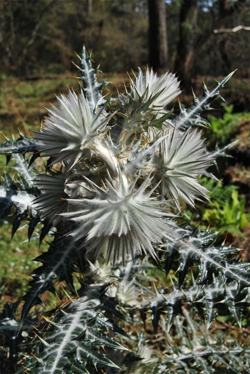 Изображение особи Cirsium occidentale.