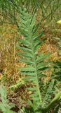 Achillea filipendulina