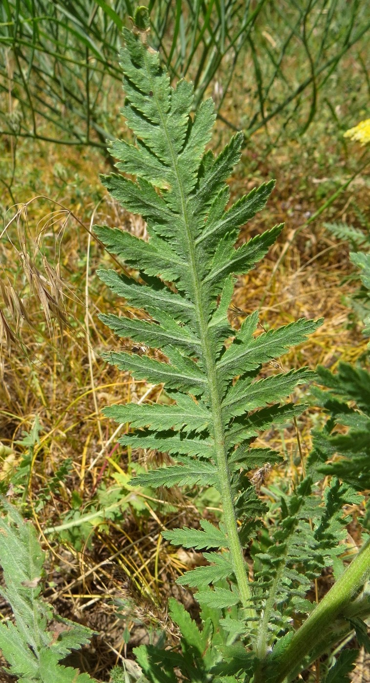 Image of Achillea filipendulina specimen.