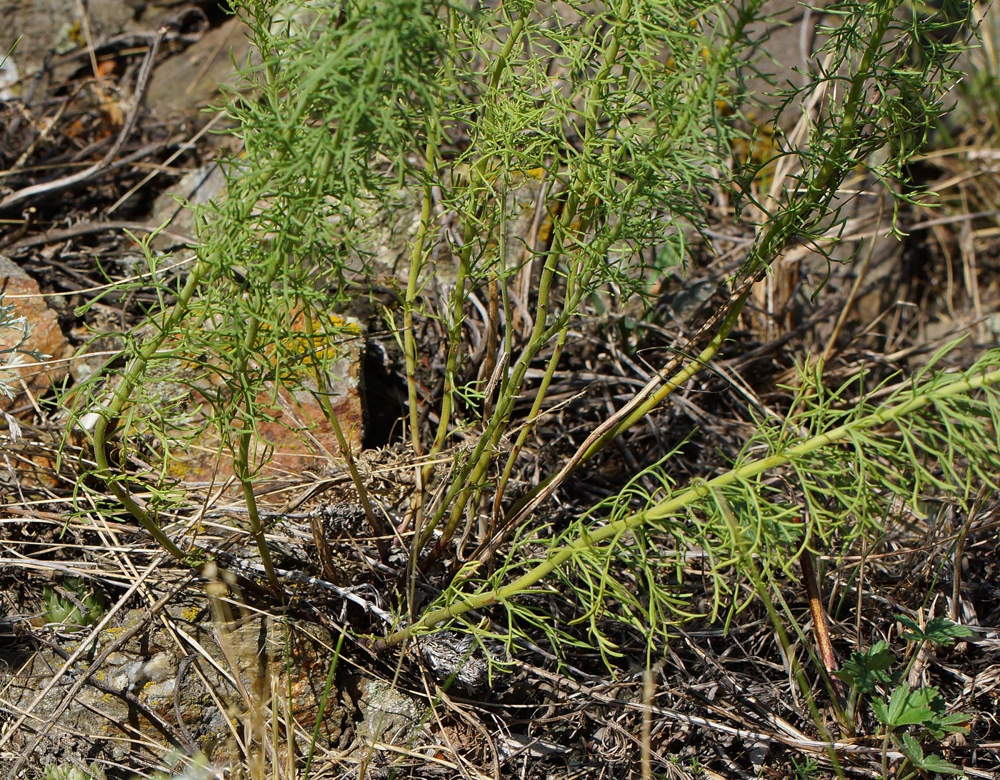 Image of Veronica pinnata specimen.