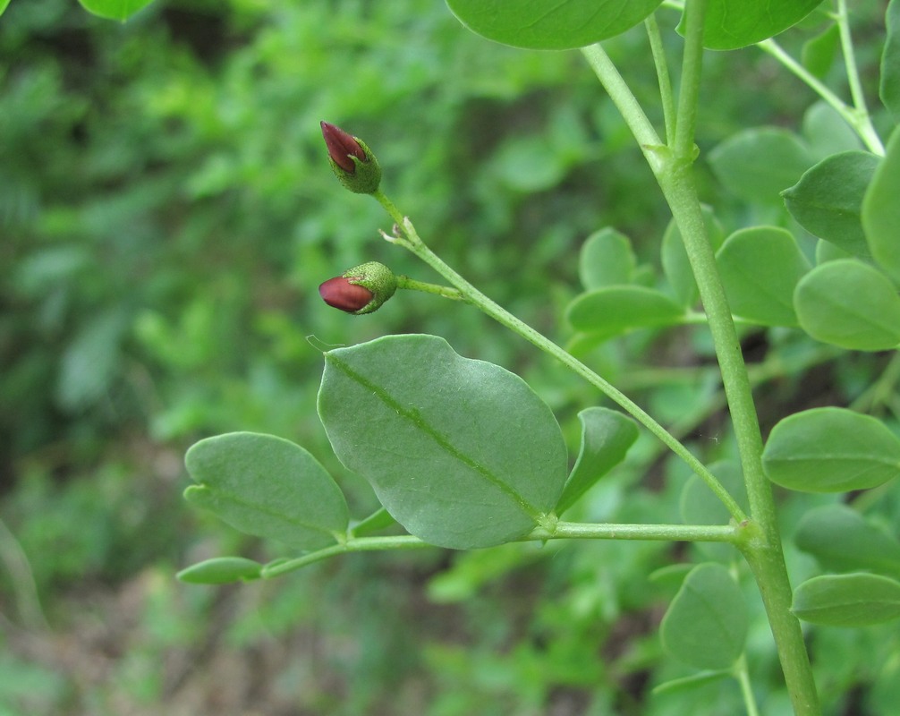 Image of Colutea orientalis specimen.