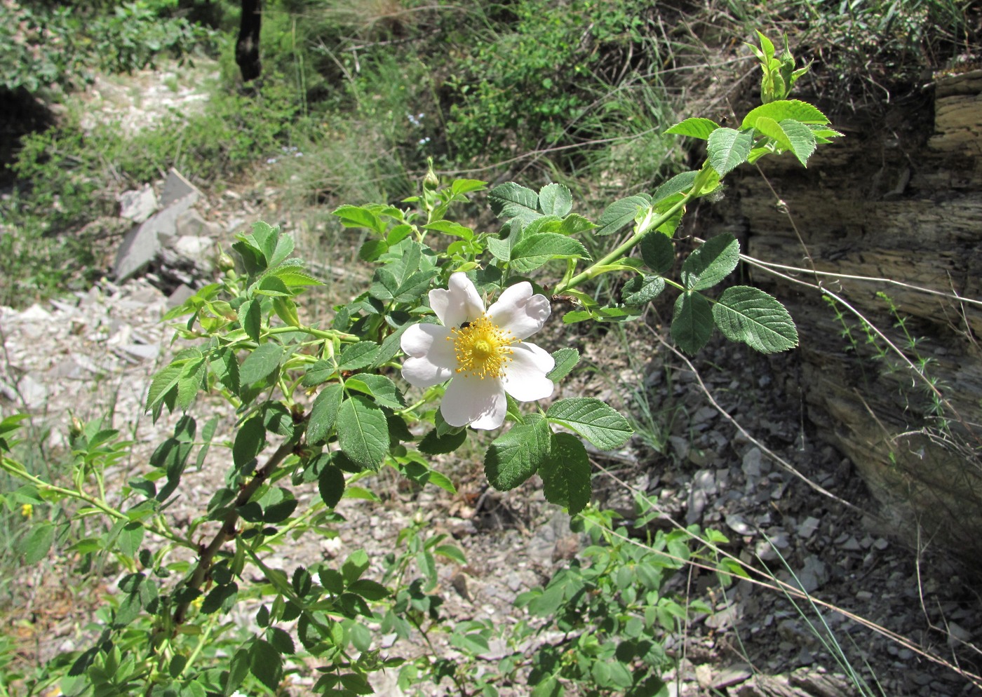Image of genus Rosa specimen.