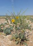 Glaucium flavum. Цветущее и плодоносящее растение. Крым, Керченский п-ов, пересыпь оз. Кояшское, приморские пески. 4 июня 2018 г.