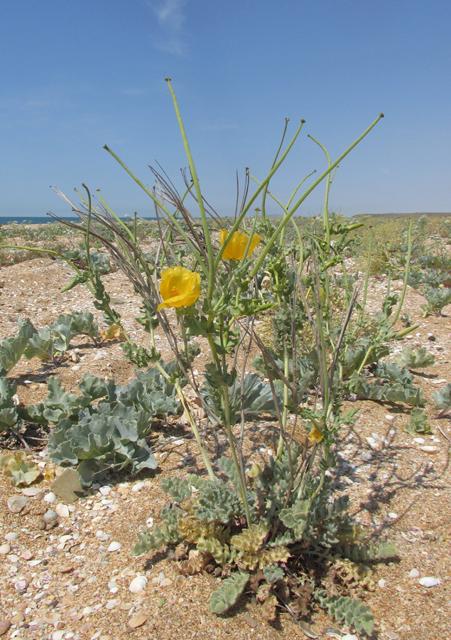 Изображение особи Glaucium flavum.