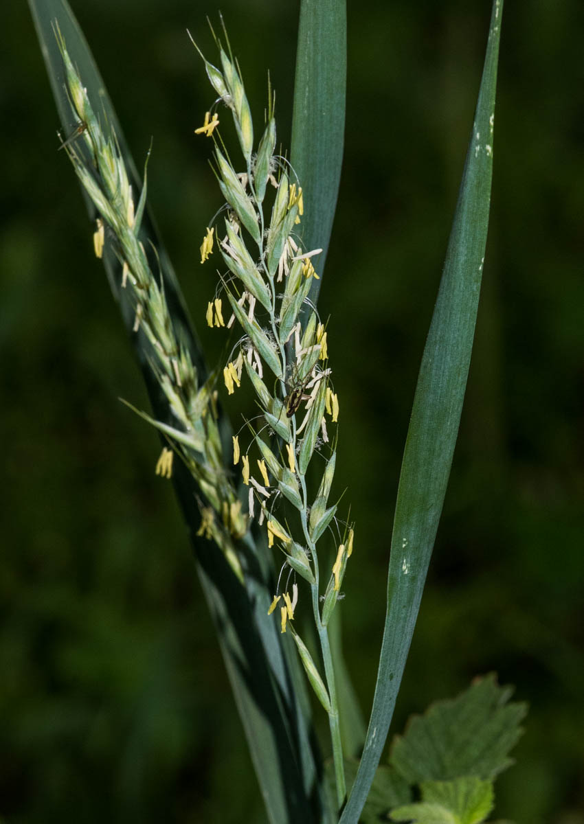 Изображение особи Elytrigia repens.