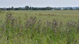 Cirsium setosum