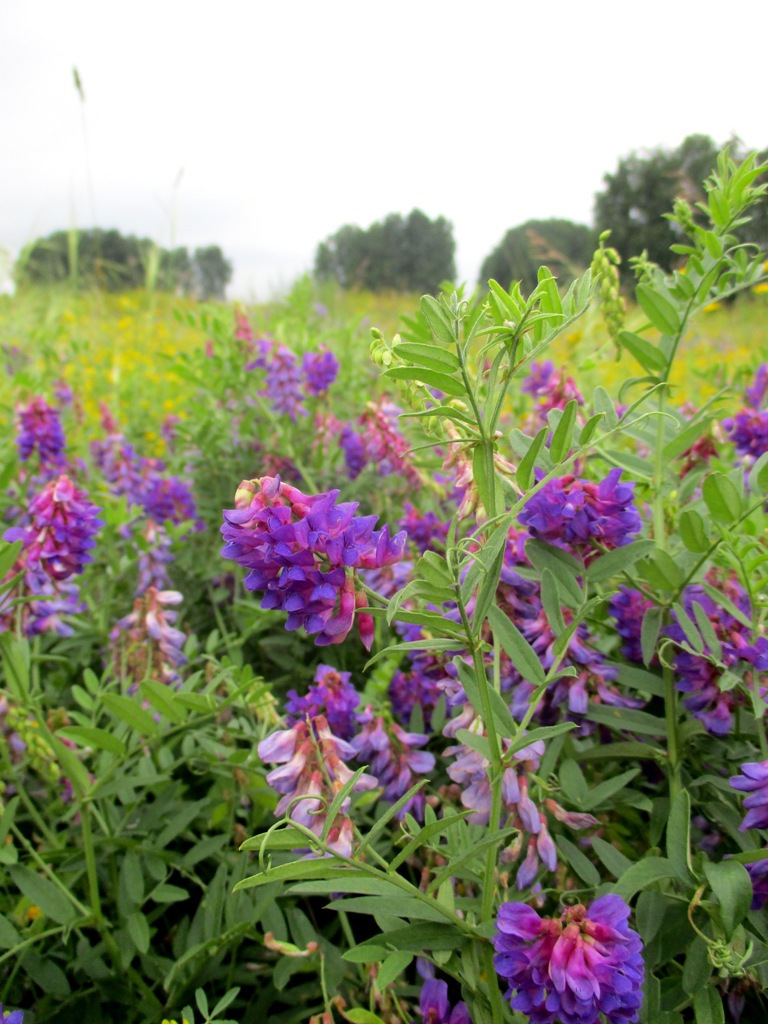 Image of Vicia amoena specimen.