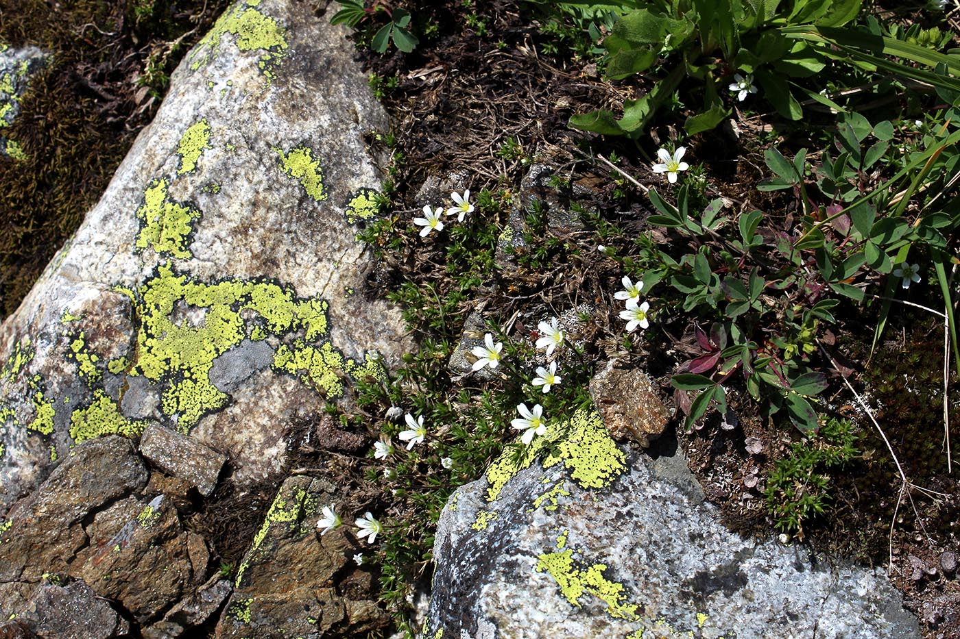 Image of Minuartia imbricata specimen.