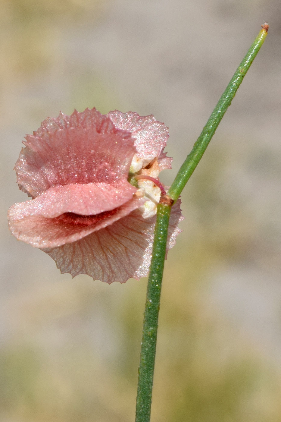 Image of genus Calligonum specimen.