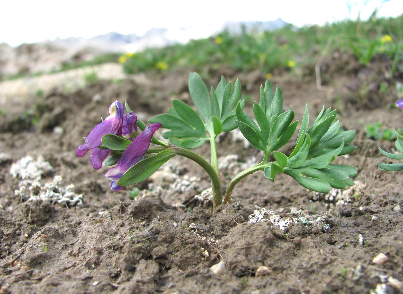 Image of Corydalis conorhiza specimen.