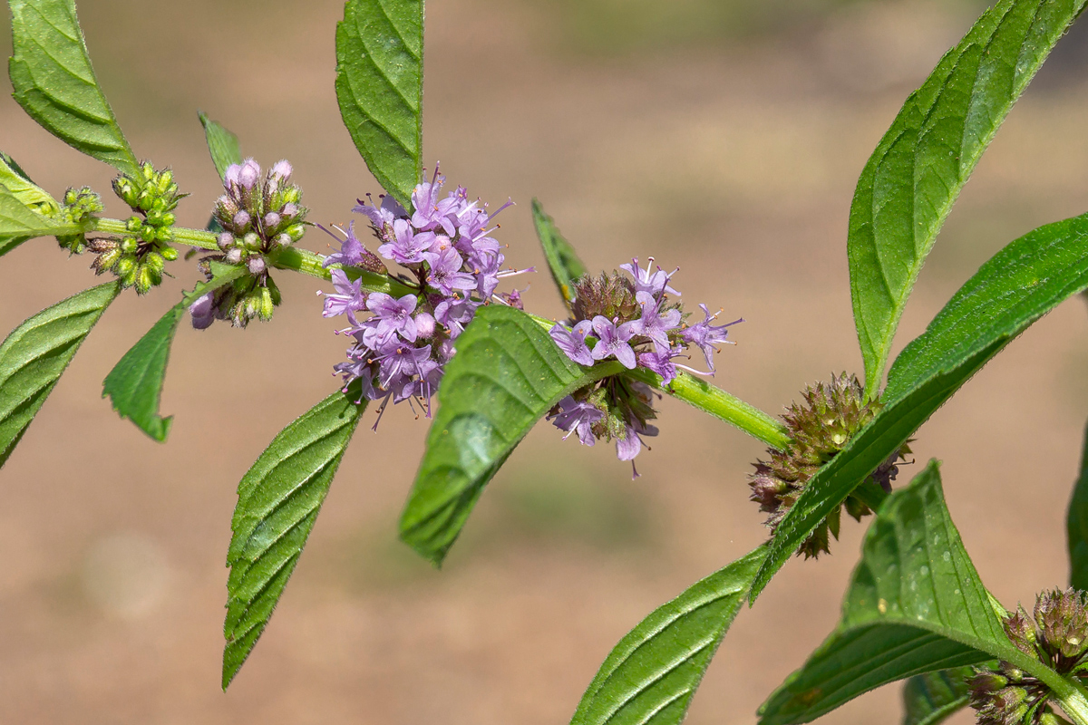 Image of Mentha arvensis specimen.