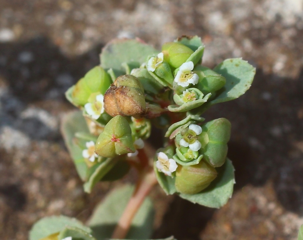 Image of Euphorbia chamaesyce specimen.