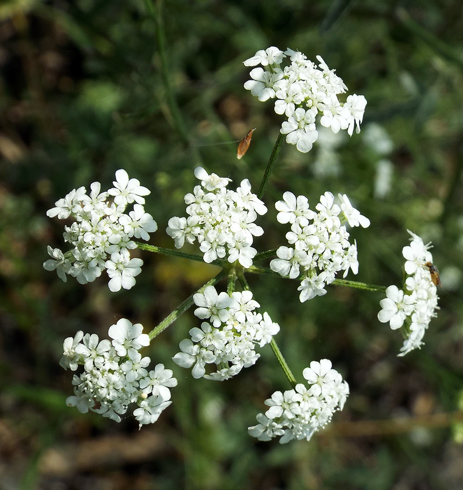 Image of Torilis arvensis specimen.