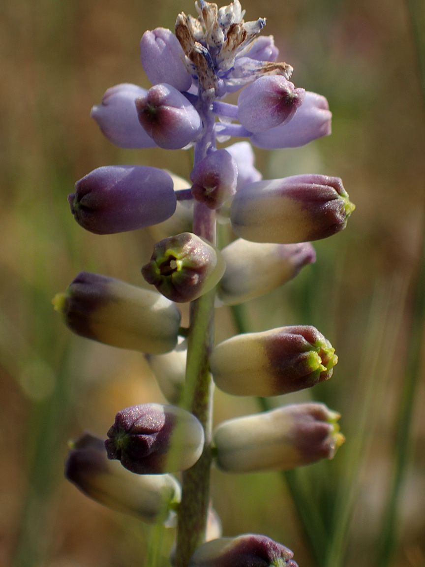 Image of genus Leopoldia specimen.