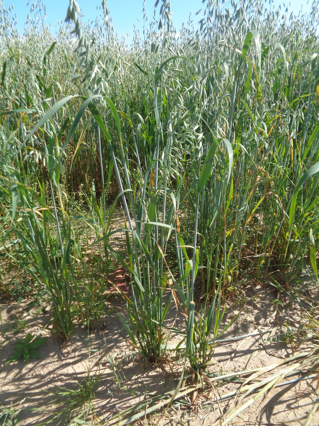 Image of Avena sativa specimen.