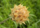 Centaurea orientalis. Нераспустившееся соцветие. Днепропетровская обл., балка в верховьях р. Самоткани. 30.05.2010.