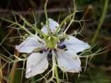 Nigella damascena