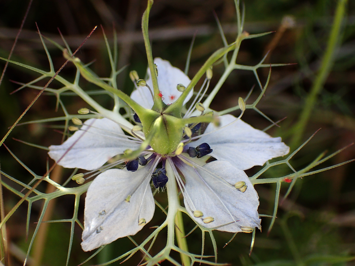 Image of Nigella damascena specimen.