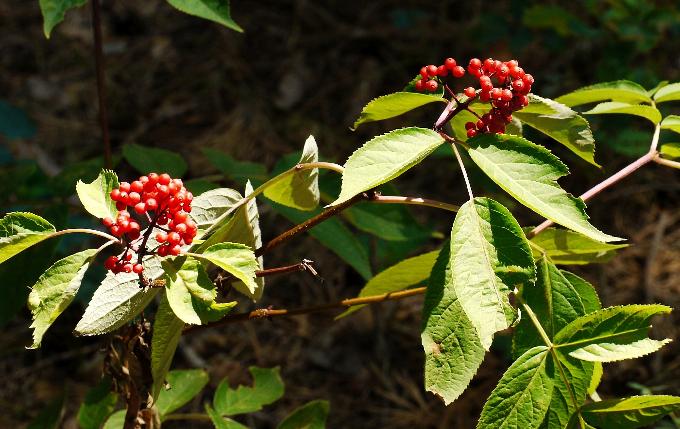 Image of Sambucus racemosa specimen.