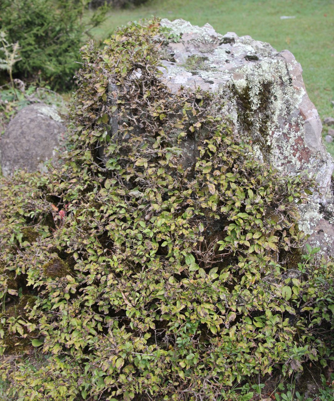 Изображение особи Cornus mas.