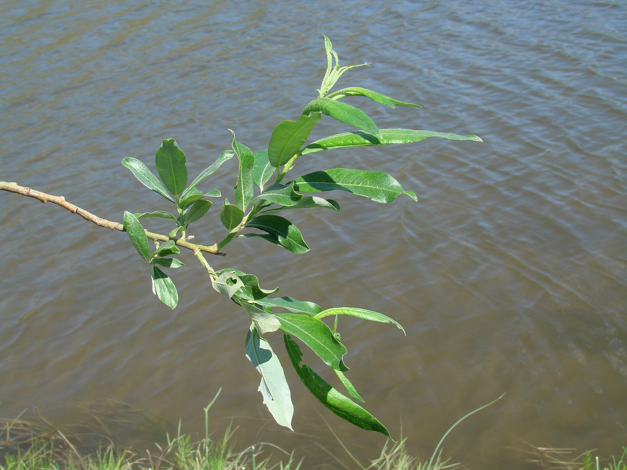 Image of Salix gmelinii specimen.