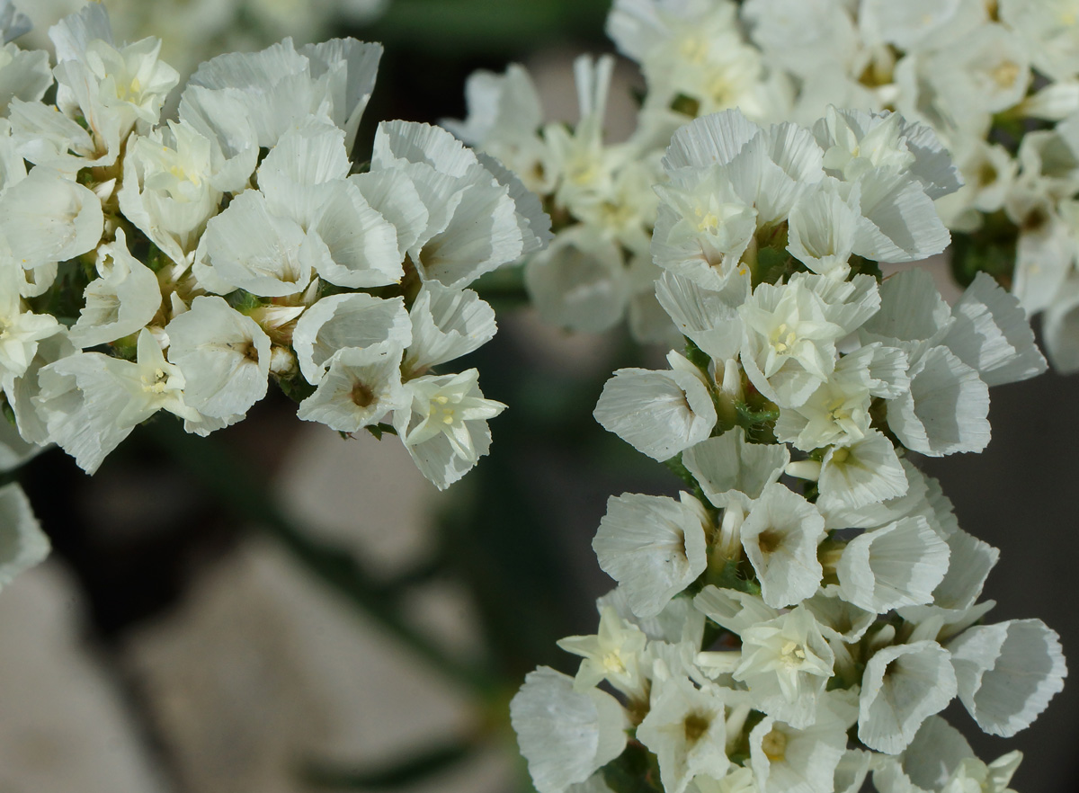 Изображение особи Limonium sinuatum.