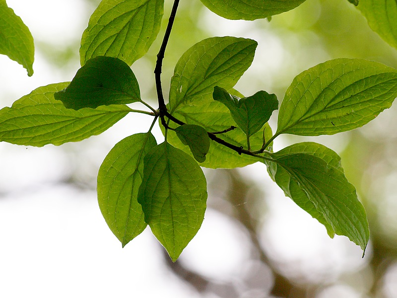 Image of Cornus mas specimen.