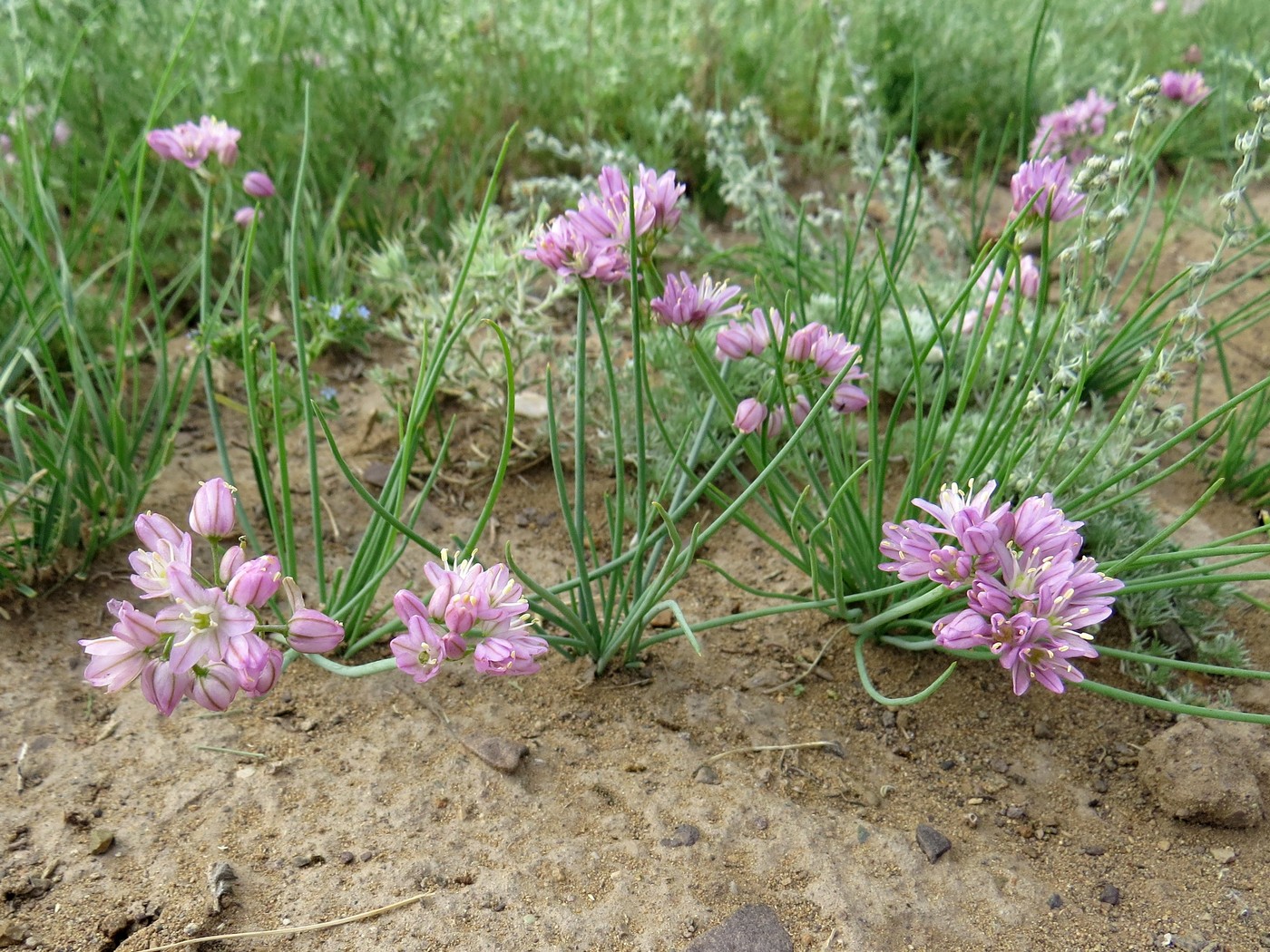 Image of Allium mongolicum specimen.