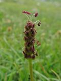 Plantago griffithii