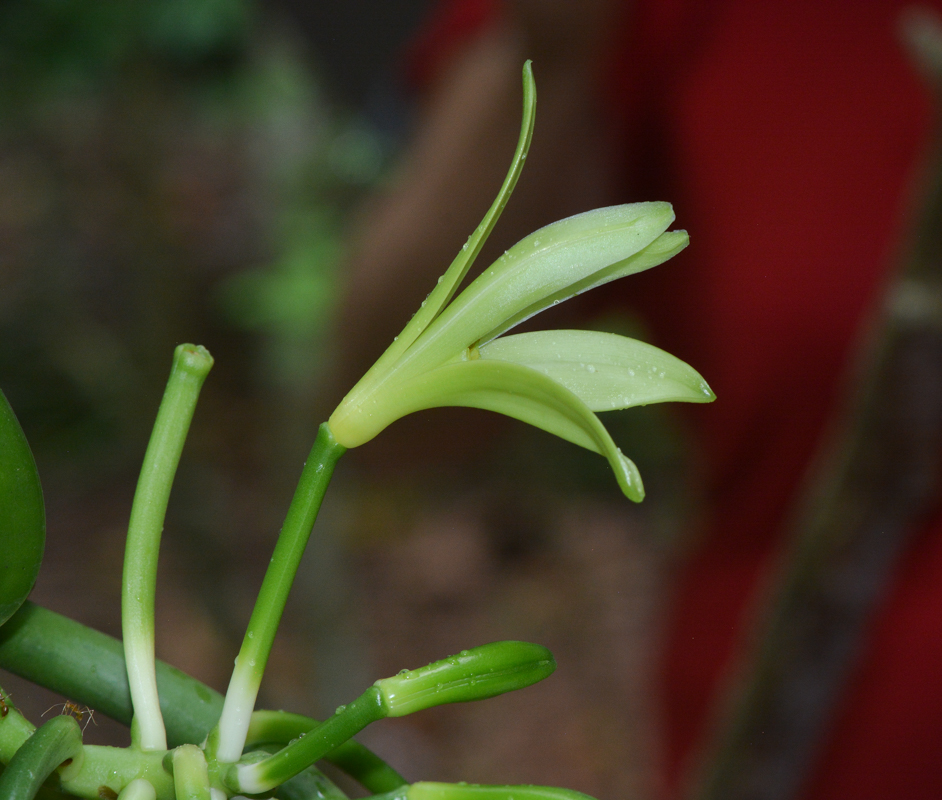 Image of Vanilla planifolia specimen.