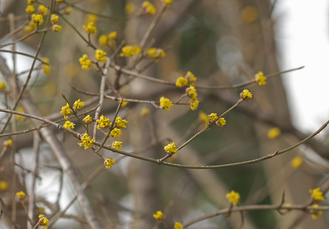 Image of Cornus mas specimen.