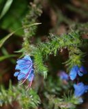 Echium vulgare. Часть соцветия. Московская обл., Раменский р-н, пос. Ильинский, на заросшей улице среди рудеральной растительности. 25.07.2017.