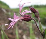 Coccyganthe flos-cuculi. Цветок (вид сбоку). Окр. Архангельска, у канавы. 15.06.2011.