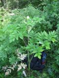 Archangelica officinalis. Нерасцветшее растение. Кировская обл., Кирово-Чепецкий р-н. 26.06.2010.