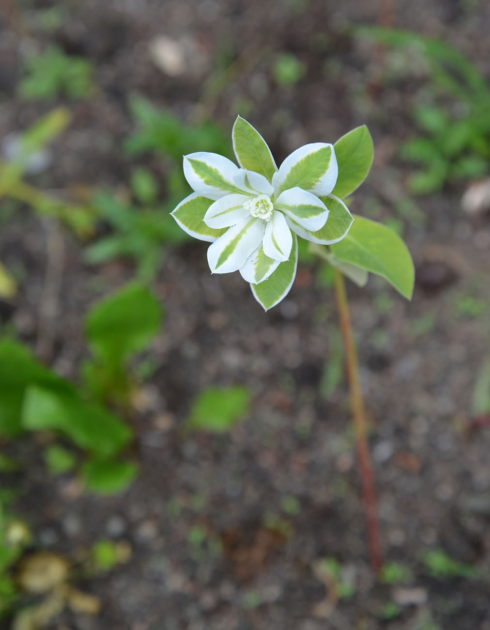 Изображение особи Euphorbia marginata.