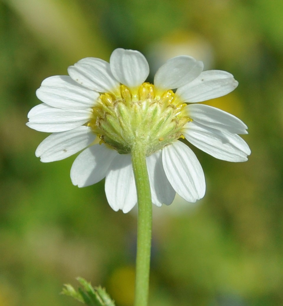 Изображение особи род Anthemis.