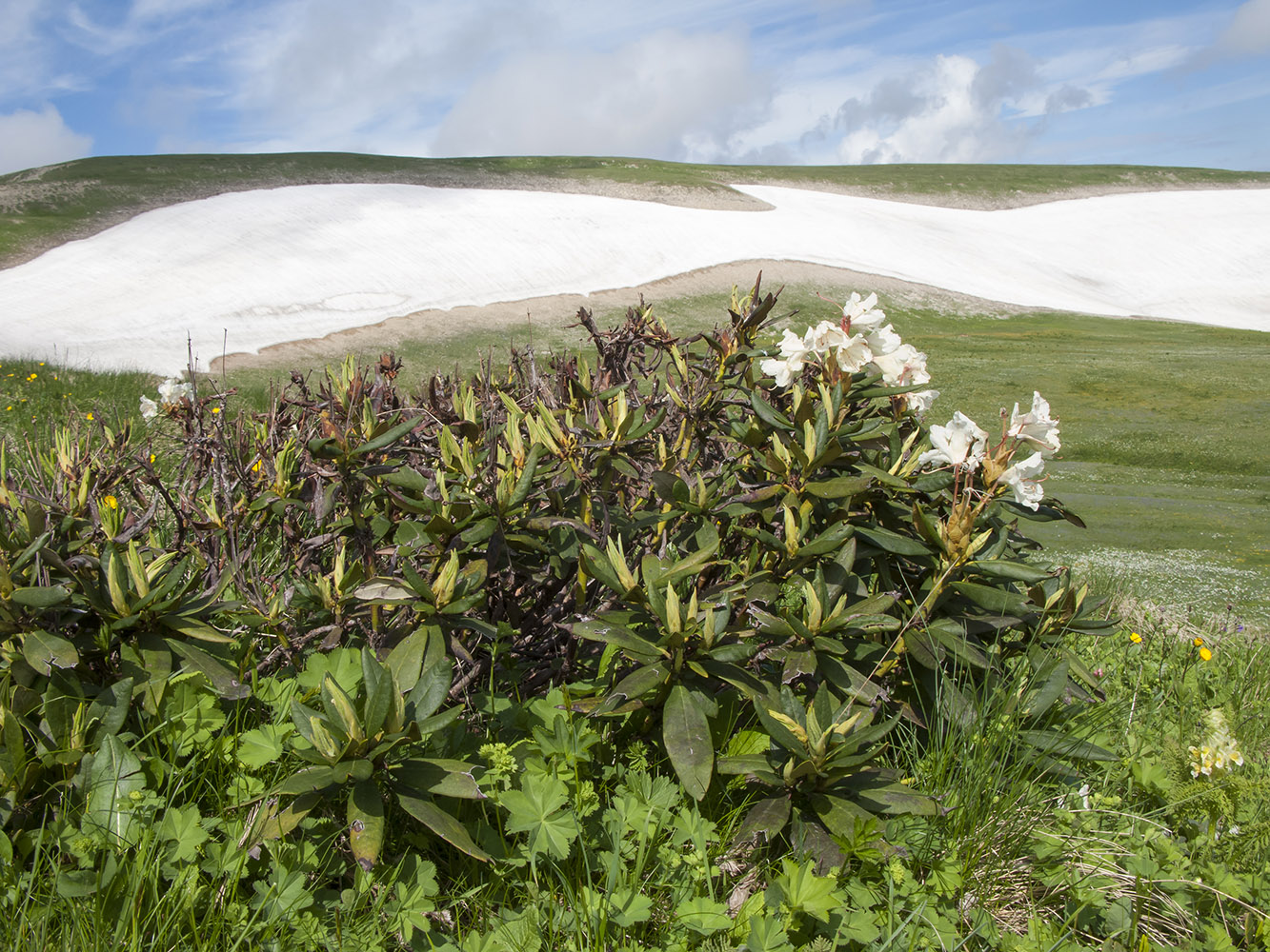 Image of Rhododendron caucasicum specimen.