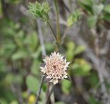 Pterocephalus multiflorus подвид obtusifolius. Соцветие. Республика Кипр, Троодос (Τρόοδος), 1100 м н.у.м., обочина дороги. 13.04.2019.