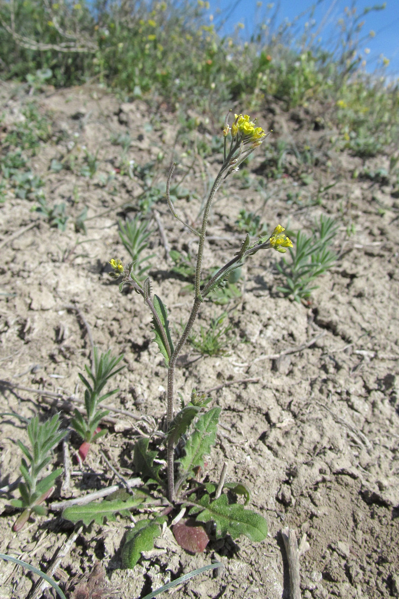 Image of Arabidopsis pumila specimen.